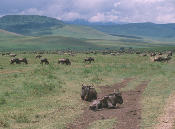 Ngorongoro Crater Tanzania