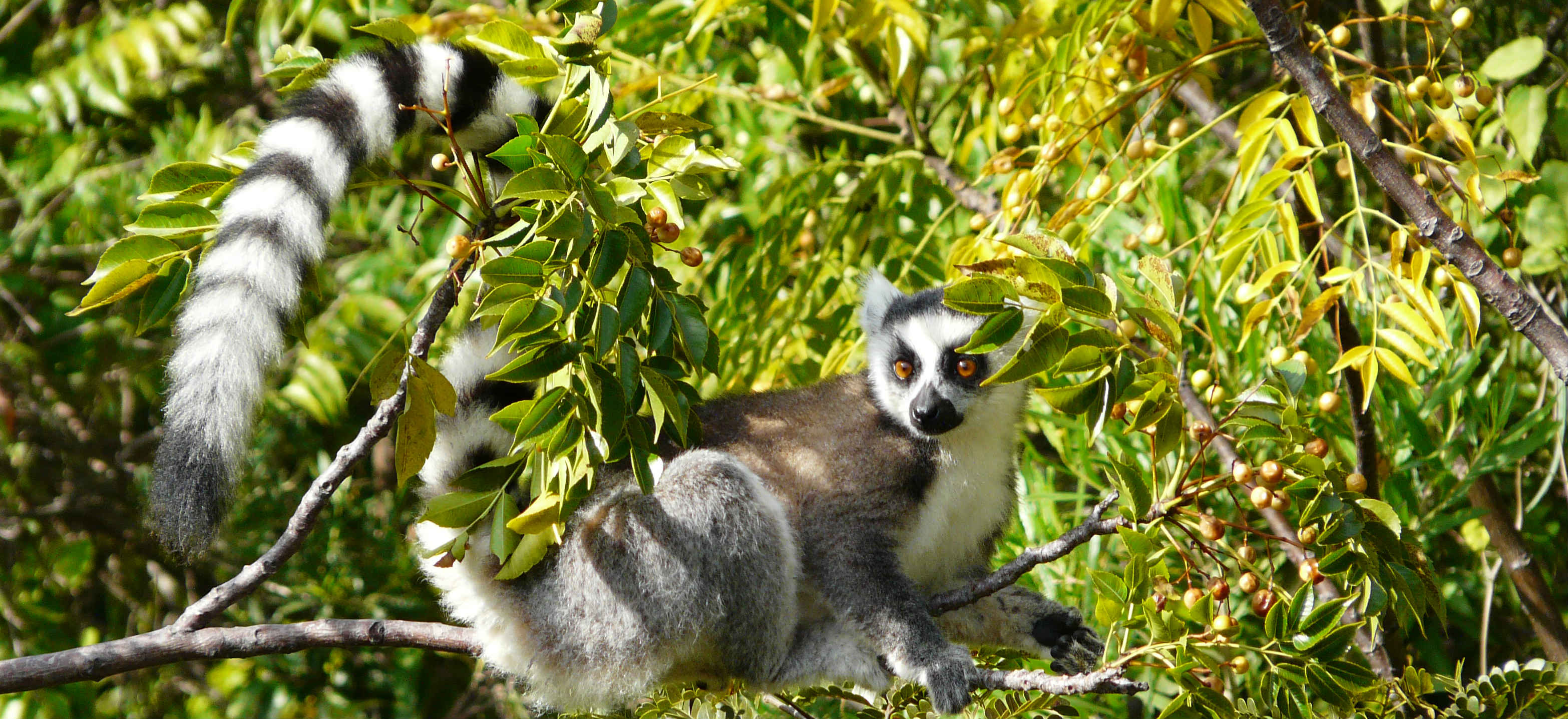 Madagascar Wildlife Holiday - An adventure not to be missed!